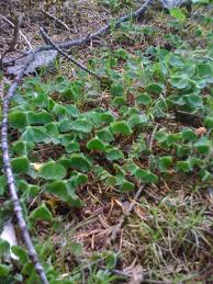 Attēlu rezultāti vaicājumam “Oxalis acetosella leaf”