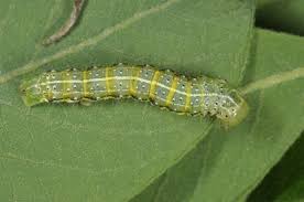 Attēlu rezultāti vaicājumam “Cosmia trapezina”