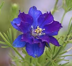 Image result for Consolida ajacis oder Consolida regalis