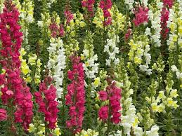 Image result for Antirrhinum majus maximum