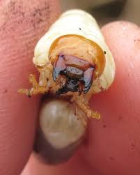 Attēlu rezultāti vaicājumam “Dorcus parallelopipedus”