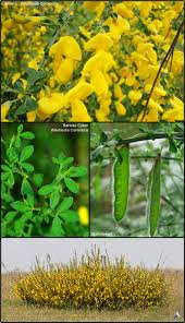 Image result for Cytisus scoparius