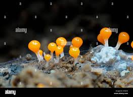 Attēlu rezultāti vaicājumam “Hemitrichia calyculata young”