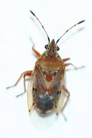 Attēlu rezultāti vaicājumam “Kleidocerys resedae imago”