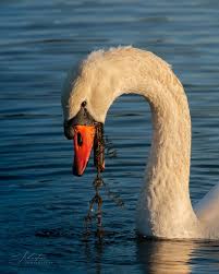 Image result for Cygnus olor