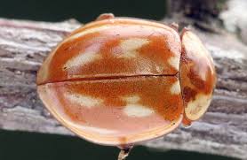 Attēlu rezultāti vaicājumam “Myzia oblongoguttata”