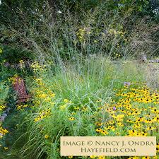 Attēlu rezultāti vaicājumam “Molinia caerulea flower”