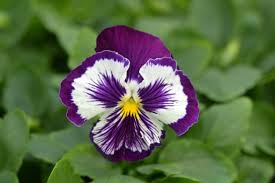 Image result for Viola x wittrockiana `Hiemalis`