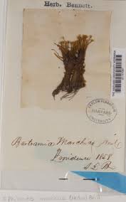 Attēlu rezultāti vaicājumam “Philonotis marchica”