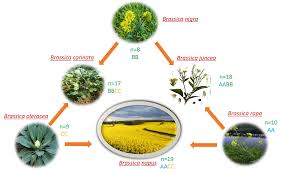 Attēlu rezultāti vaicājumam “Brassica napus”