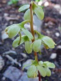 Attēlu rezultāti vaicājumam “Pyrola chlorantha leaf”