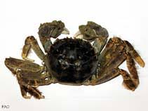 Image result for Eriocheir sinensis