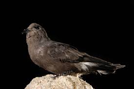 Image result for Oceanites oceanicus