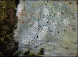 Attēlu rezultāti vaicājumam “Phlyctis agelaea”