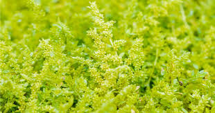 Attēlu rezultāti vaicājumam “Herniaria glabra flower”