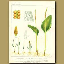 Attēlu rezultāti vaicājumam “Ophioglossum vulgatum”