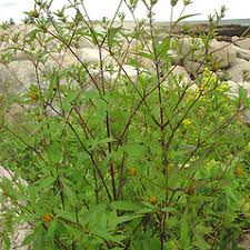 Attēlu rezultāti vaicājumam “Bidens frondosa flower”