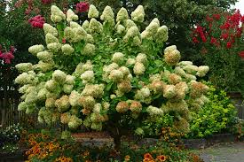 Attēlu rezultāti vaicājumam “Hydrangea arborescens”