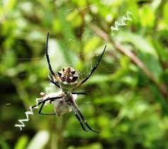 Attēlu rezultāti vaicājumam “Araneidae”