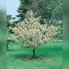 Attēlu rezultāti vaicājumam “Malus x zumi”