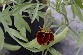 Image result for Ratibida columnifera