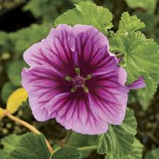 Image result for Malva sylvestris 'Zebrina'