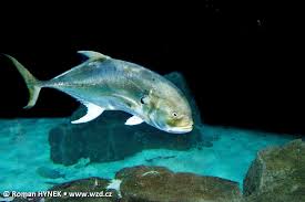 Image result for Caranx hippos