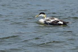 Attēlu rezultāti vaicājumam “Somateria mollissima”