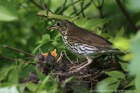Attēlu rezultāti vaicājumam “Turdus philomelos juvenile”