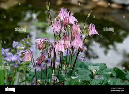 Image result for Akelei