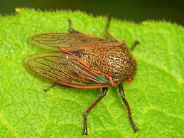 Attēlu rezultāti vaicājumam “Membracidae”