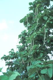 Attēlu rezultāti vaicājumam “Catalpa ovata fruit”