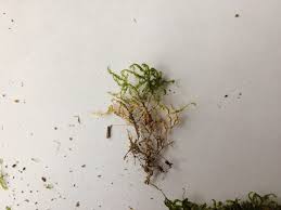 Attēlu rezultāti vaicājumam “Homalia trichomanoides”