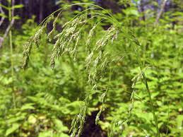 Attēlu rezultāti vaicājumam “Glyceria lithuanica”