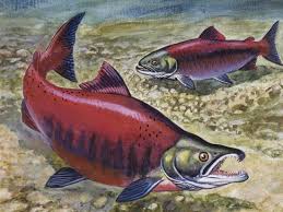 Image result for Oncorhynchus nerka