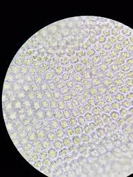 Attēlu rezultāti vaicājumam “Anomodon viticulosus”