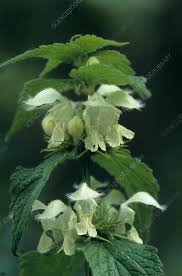 Attēlu rezultāti vaicājumam “Lamium album flower”