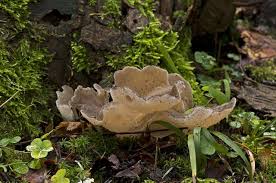 Attēlu rezultāti vaicājumam “Pseudohydnum gelatinosum”