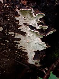 Attēlu rezultāti vaicājumam “Cystostereum murrayi”