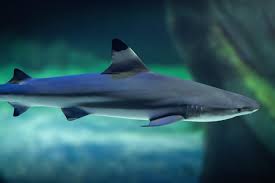 Image result for Carcharhinus limbatus