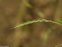 Attēlu rezultāti vaicājumam “Elymus caninus”