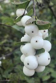 Attēlu rezultāti vaicājumam “Symphoricarpos albus fruit”