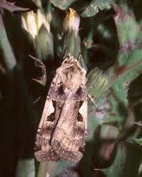 Attēlu rezultāti vaicājumam “Xestia c-nigrum”