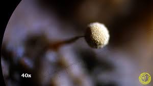 Attēlu rezultāti vaicājumam “Cribraria aurantiaca macro”