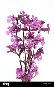 Image result for Pechnelke