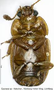 Attēlu rezultāti vaicājumam “Epuraea sp.”