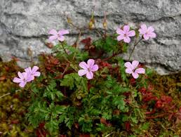 Attēlu rezultāti vaicājumam “Geranium robertianum flower”