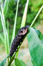 Attēlu rezultāti vaicājumam “Deilephila elpenor larva”