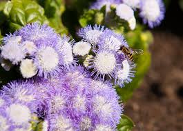 Image result for Leberbalsam