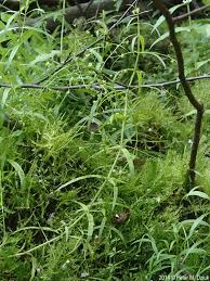 Attēlu rezultāti vaicājumam “Veronica scutellata fruit”